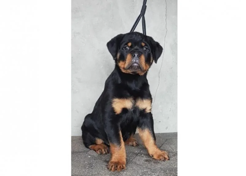Rotvajler i doberman stenci na prodaju