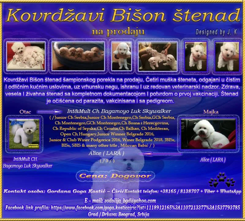 Kovrdžavi Bišon štenad na prodaju