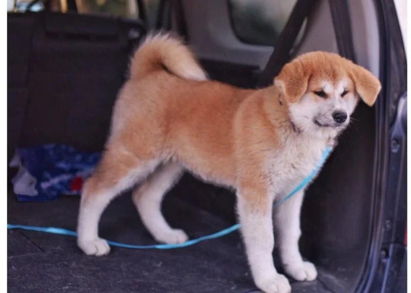 Akita inu i aljaski malamut stenci na prodaju