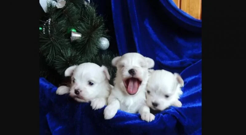 Maltezer i coton de tulear stenci na prodaju