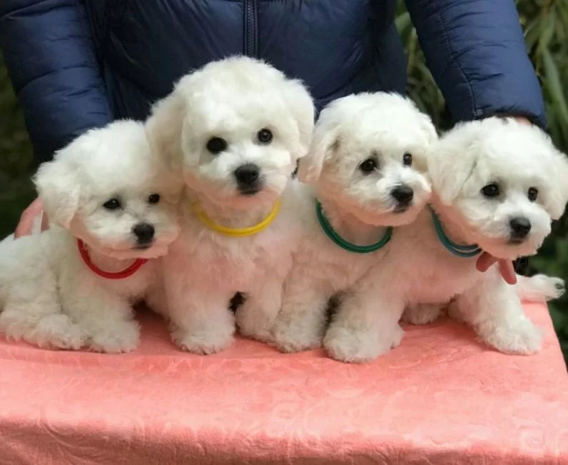 Bichon i bolonjezer stenci na prodaju