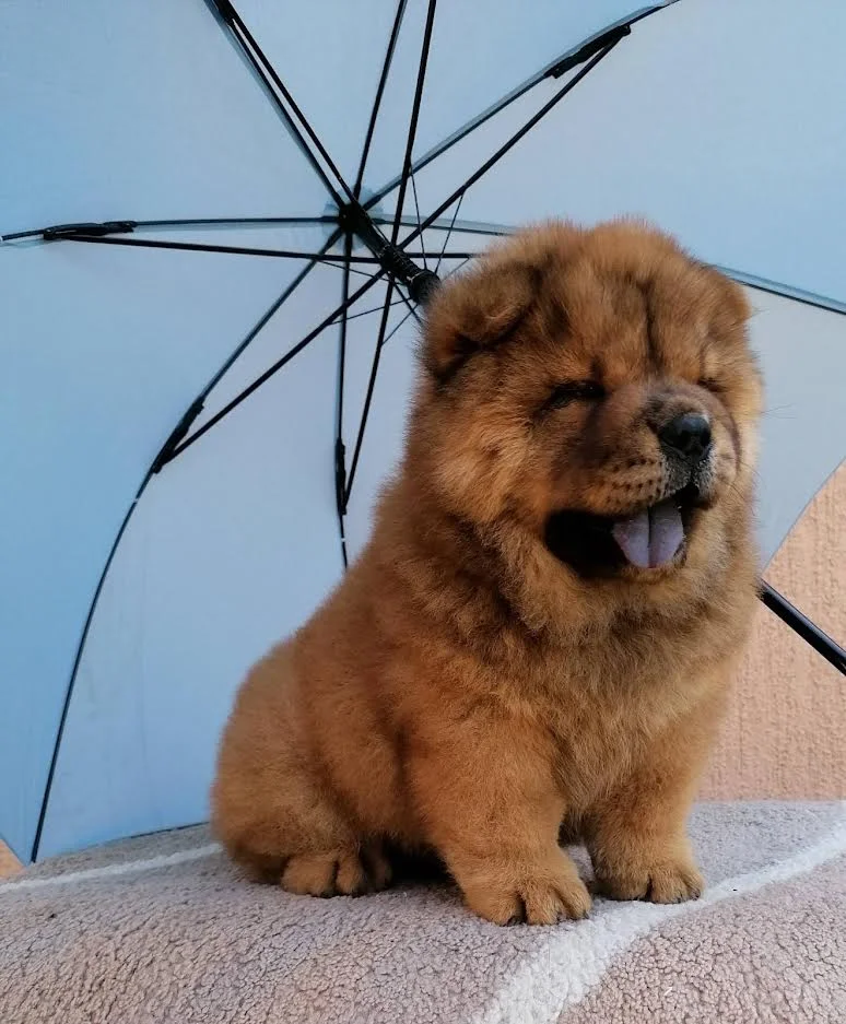 Chow chow