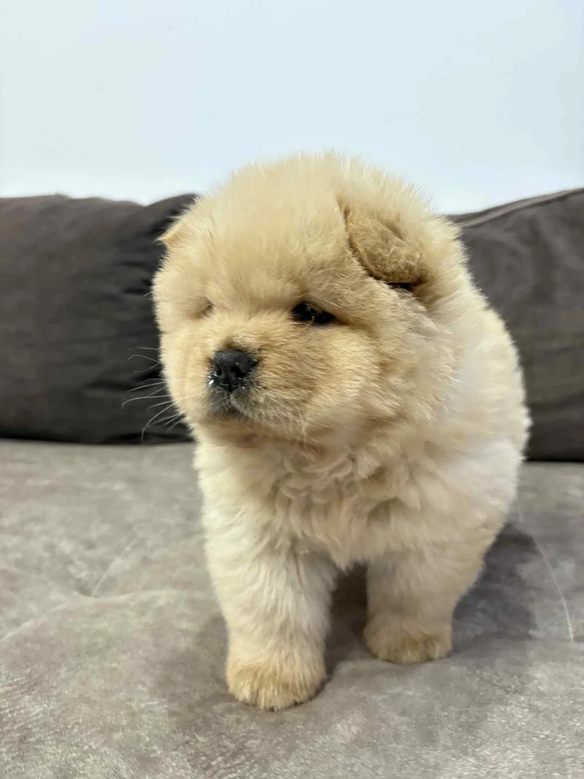 Čistokrvni CHOW-CHOW štenci