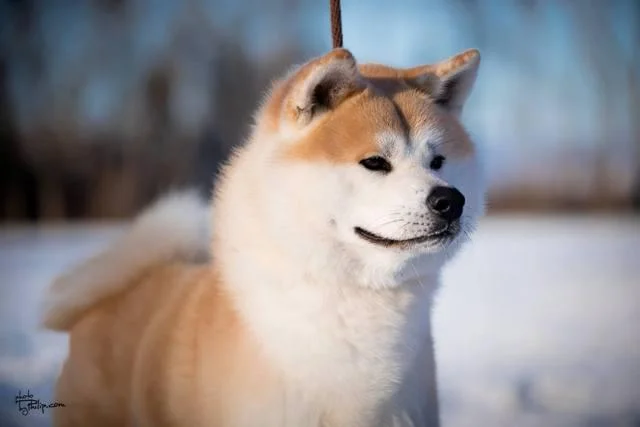 Akita Inu