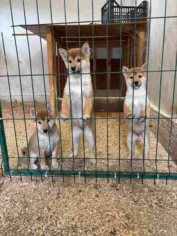 Shiba inu štenci od vrhunskih roditelja