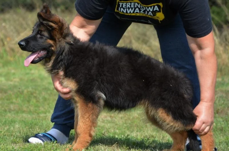 Nemacki ovcar i šarplaninac stenci na prodaju