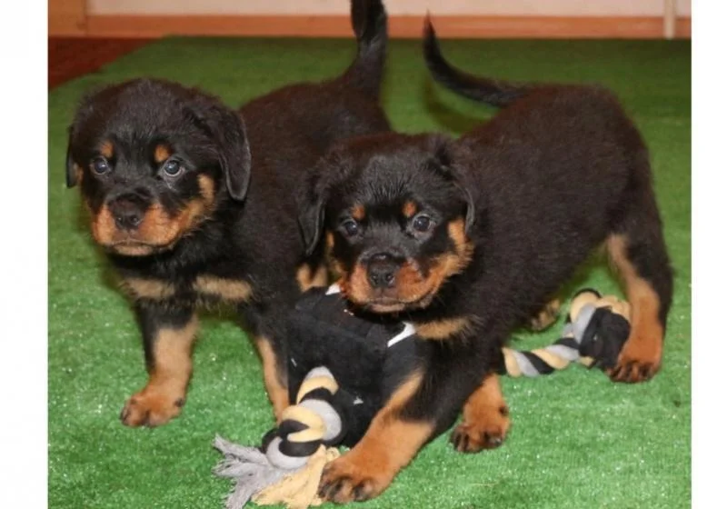 Rotvajler i doberman stenci na prodaju