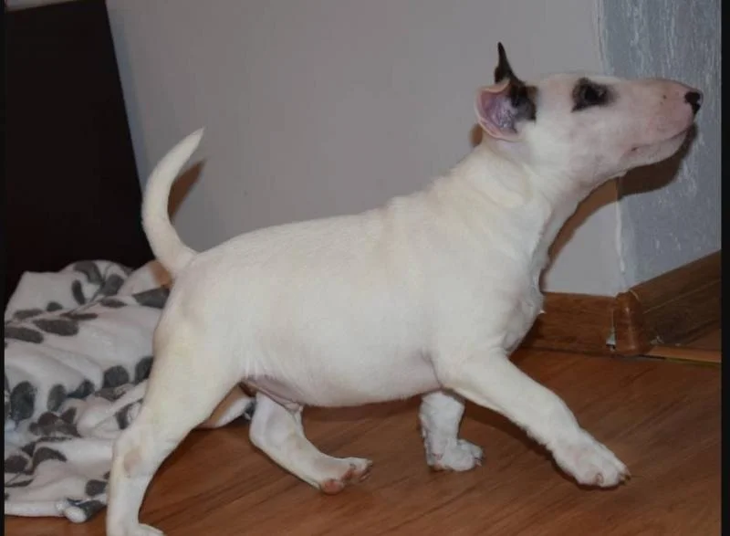 Bulterijer i dogo argentino stenci na prodaju