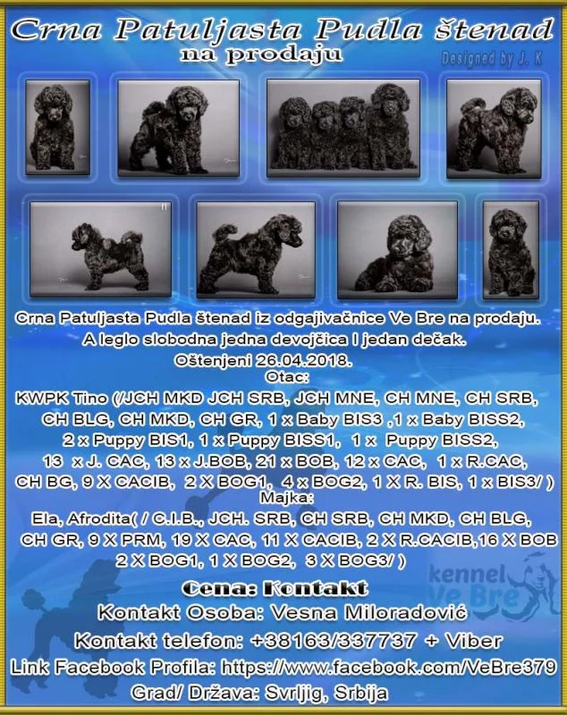 Crna Patuljasta Pudla štenad