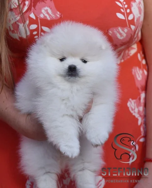 Pomeranac Boo beli štenci
