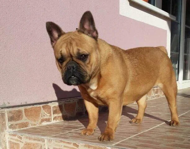 Francuski Buldog, zenka