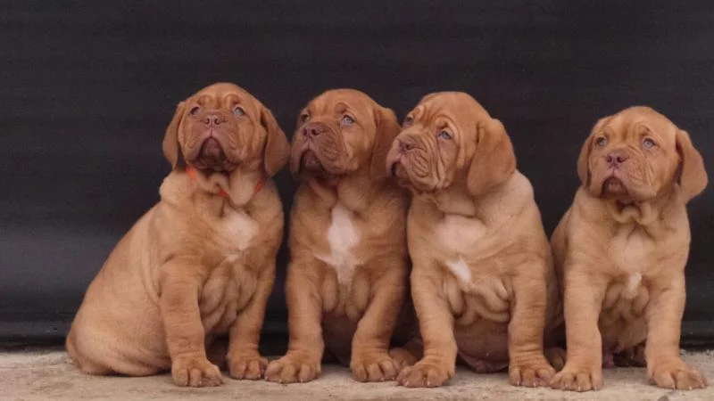 Dogue de Bordeaux кученца