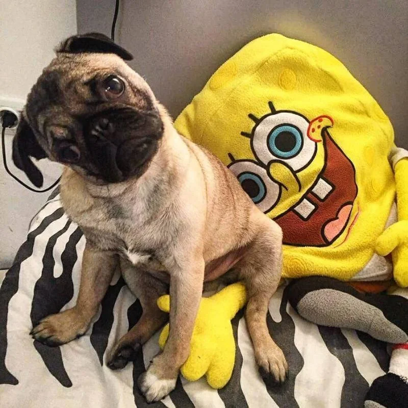 Se bara zenka mops za parenje