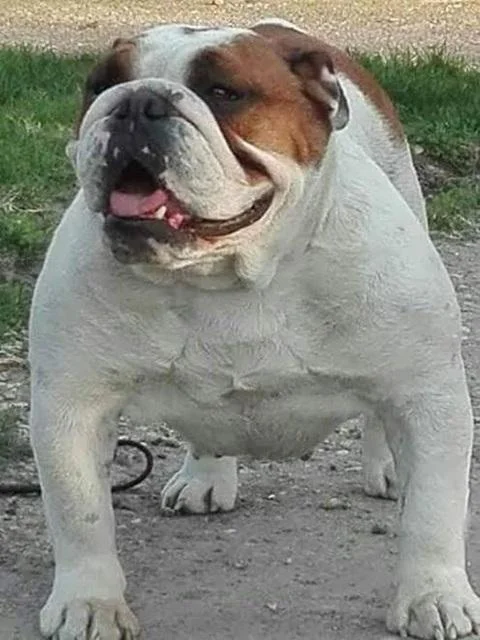 Štenci Engleskog Buldoga