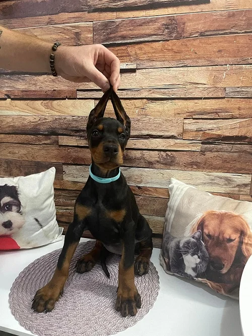 Štenci dobermana