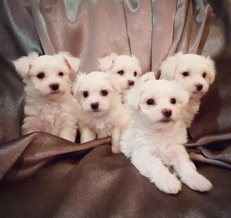 Maltezer i coton de tulear stenci na prodaju