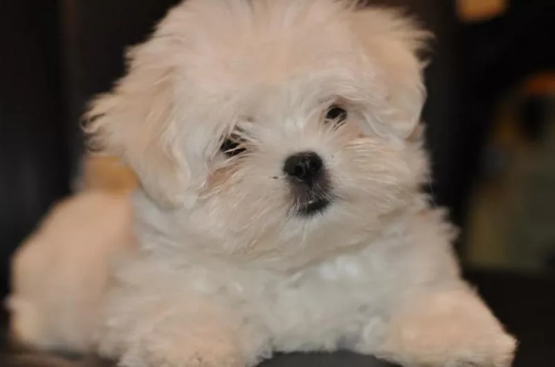 Maltezer i coton de tulear stenci na prodaju