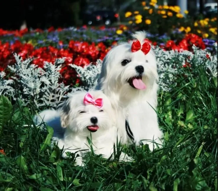 Maltezer i coton de tulear stenci na prodaju