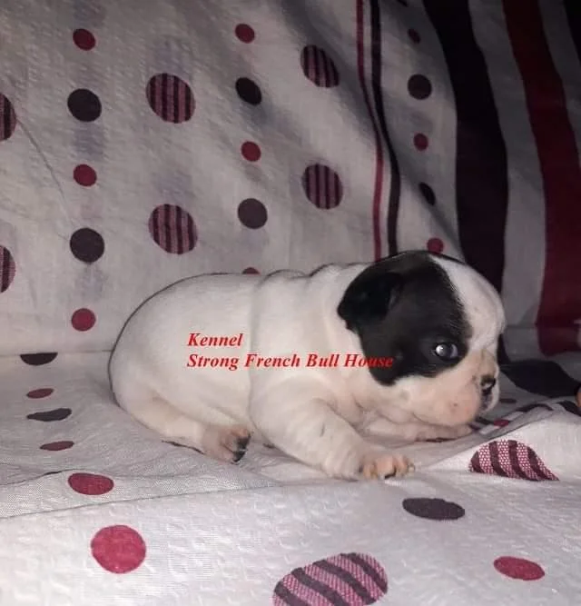 Francuski buldog štenci