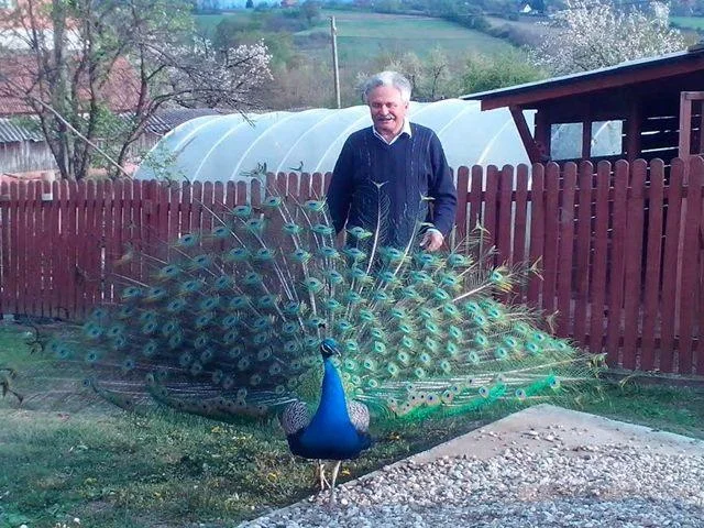 Paunovi