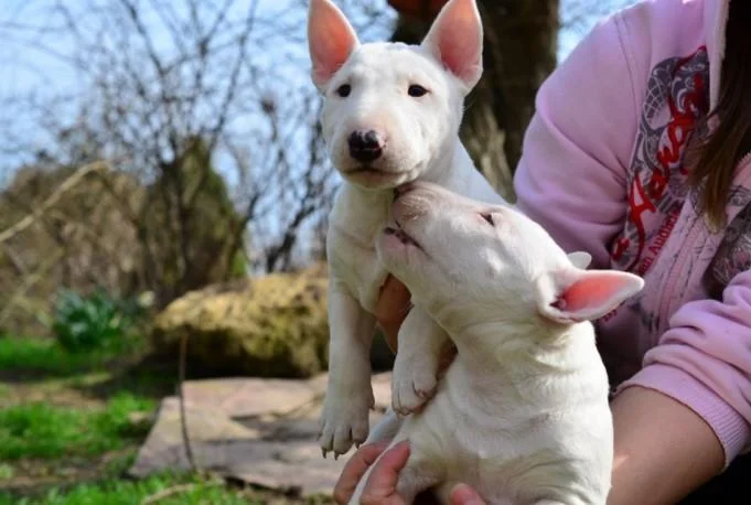 Bulterijer i dogo argentino stenci na prodaju
