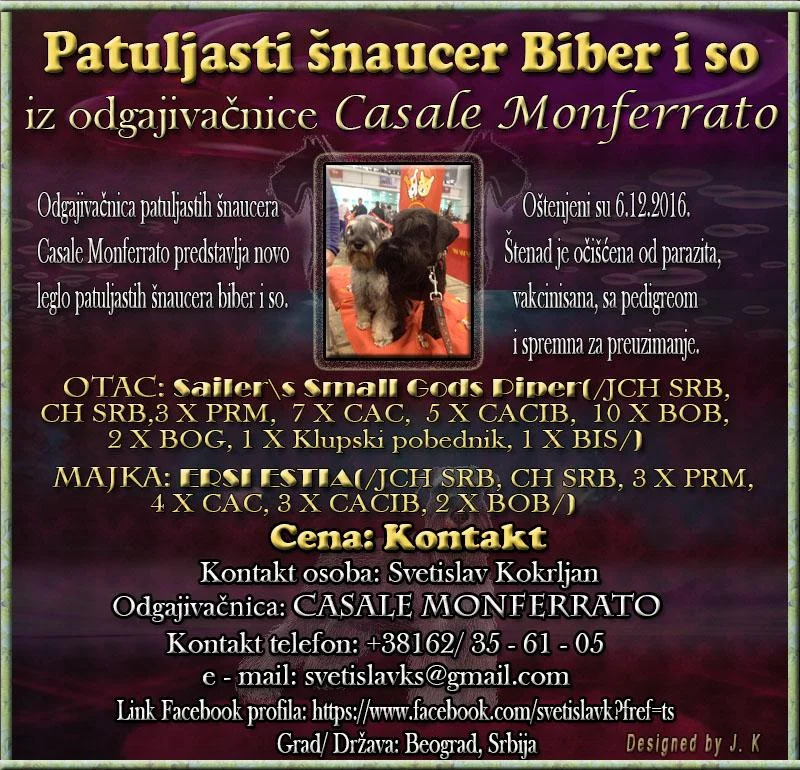 Patuljasti šnaucer Biber i so štenad