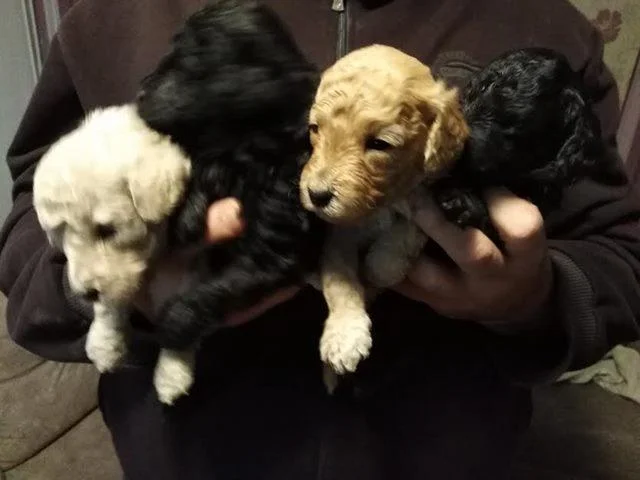 Toj pudla (Toy Poodle)