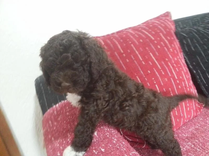 lagotto romagnolo