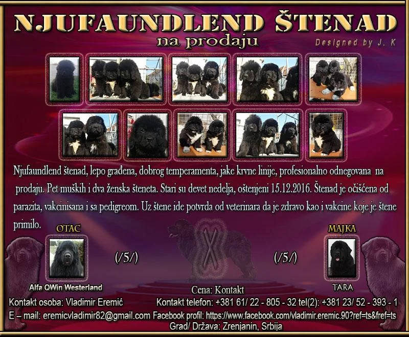 Njufaundlend štenad na prodaju