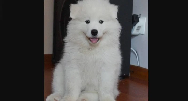 Samojed i sibirski haski stenci na prodaju