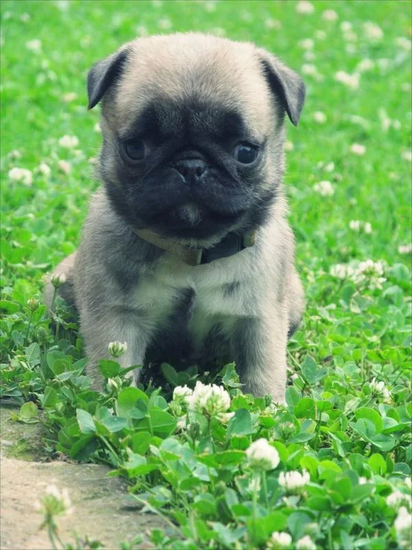 Mops zensko štene na prodaju