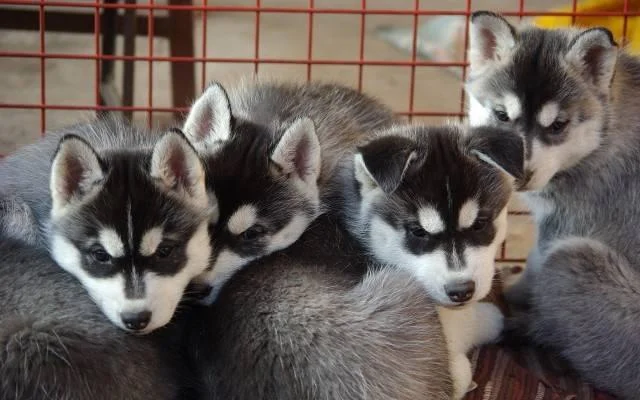 Sibirski haski i samojed stenci na prodaju