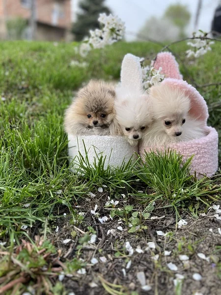 Pomeranac štenci vrhunskog porekla
