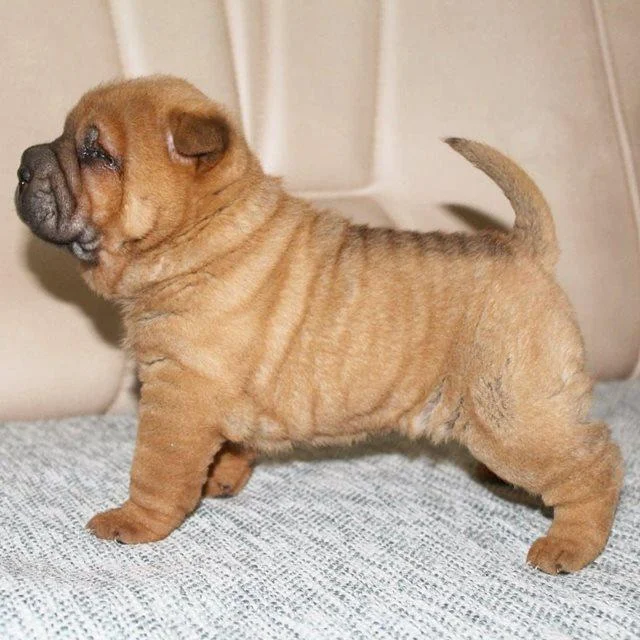 Shar Pei štenci