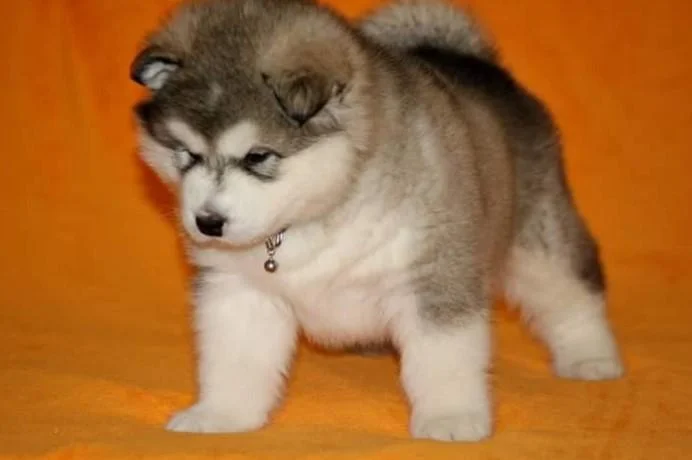 Aljaski malamut i akita inu stenci na prodaju
