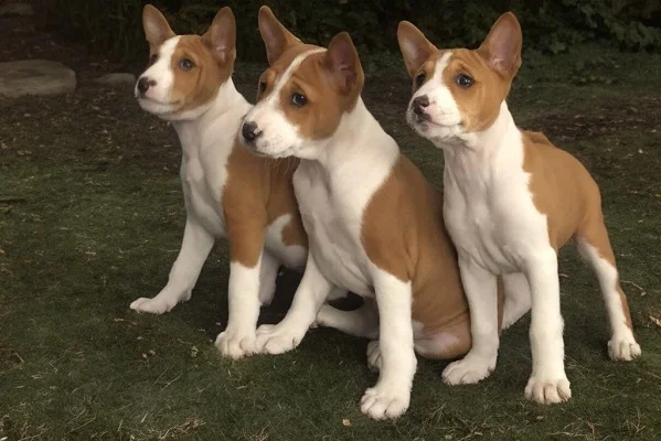 BASENJI štenci
