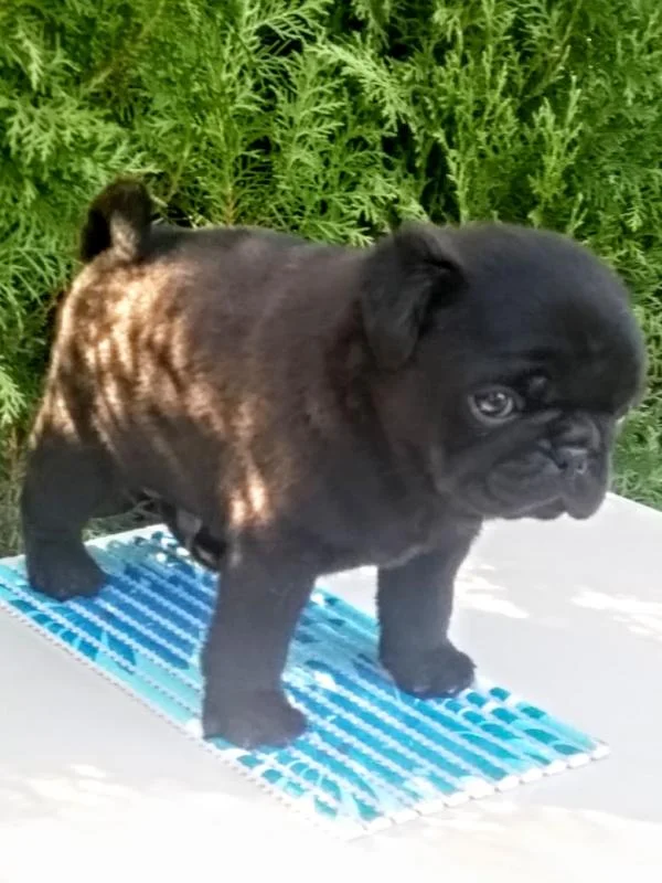 Mops muško štene