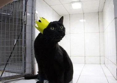 Мачка која не може да оди стана медицинска сестра