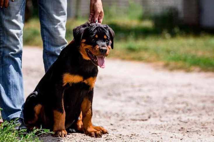 Rotvajler i doberman stenci na prodaju
