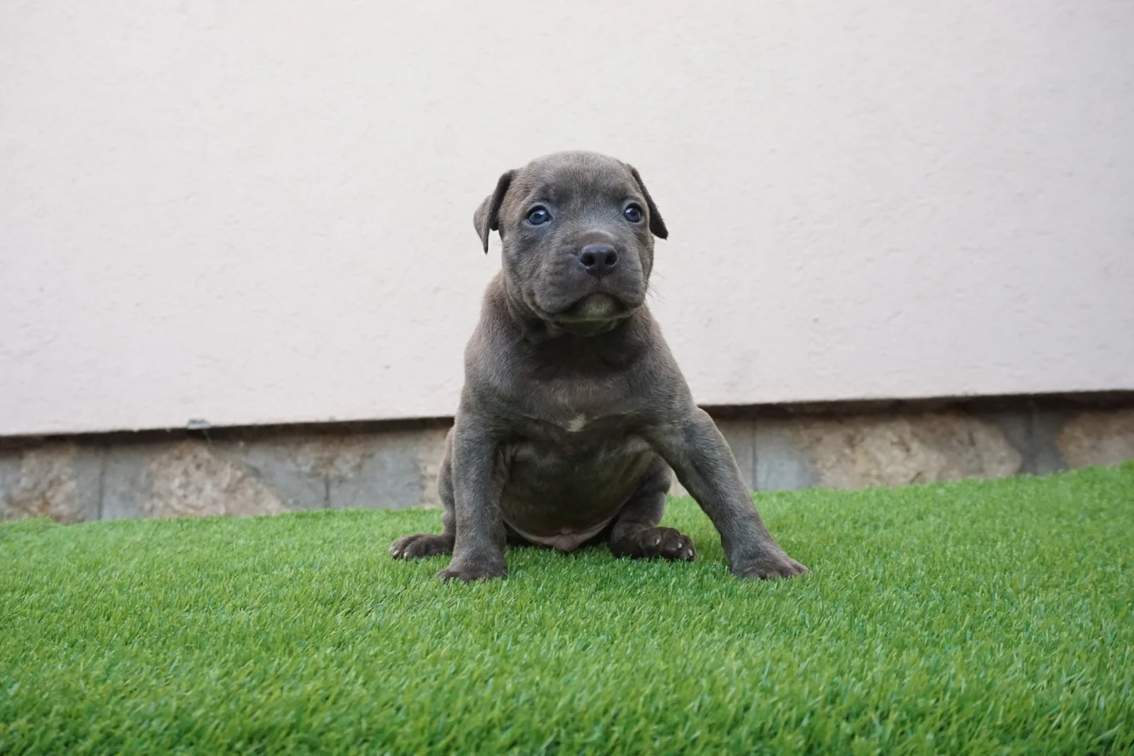 Pit bull bluenose muzijak na prodaju