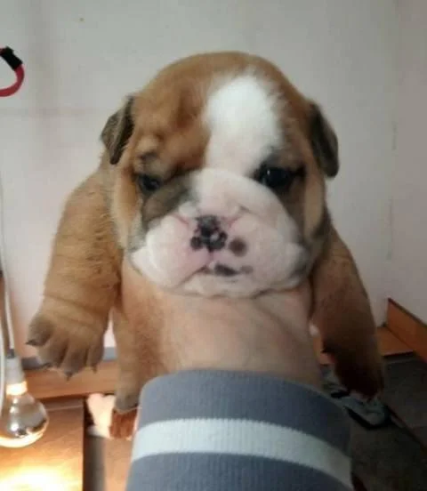 Engleski buldog, rezervacija štenaca