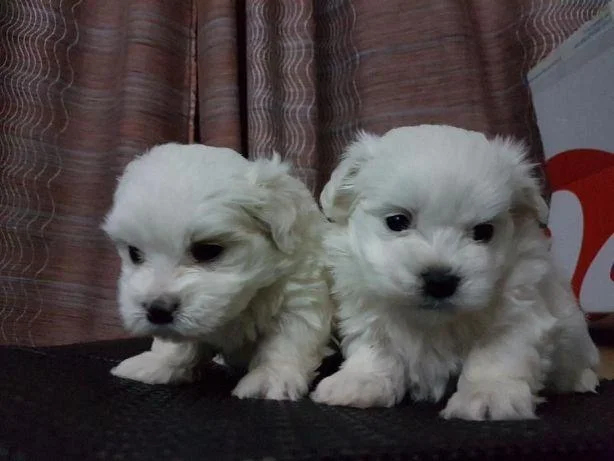 Maltezer i coton de tulear stenci na prodaju