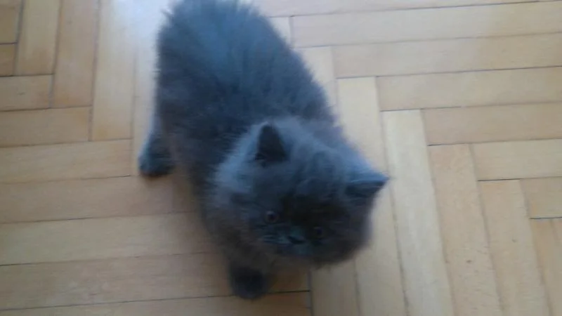 Persisko Mace staro 3 meseci