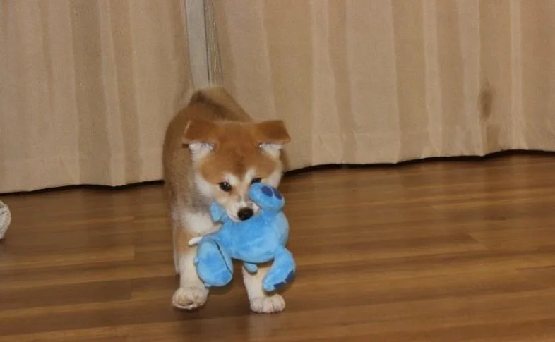 Akita inu i aljaski malamut stenci na prodaju