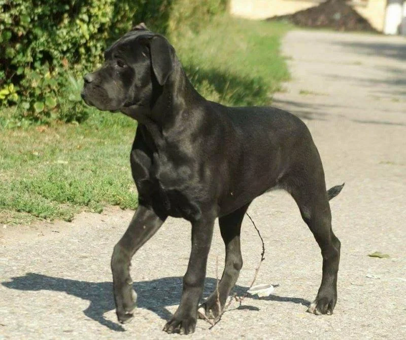 Kane korso štenci na prodaju