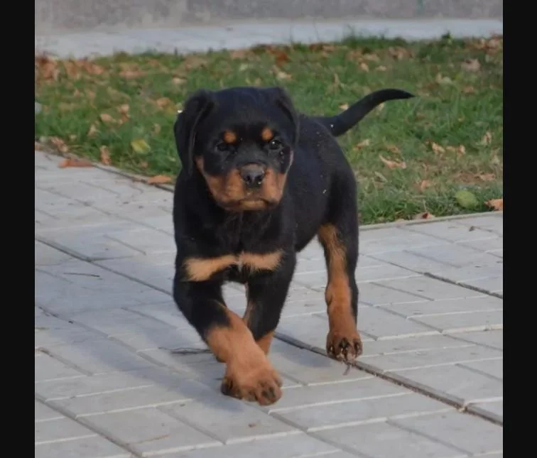 Rotvajler i doberman stenci na prodaju
