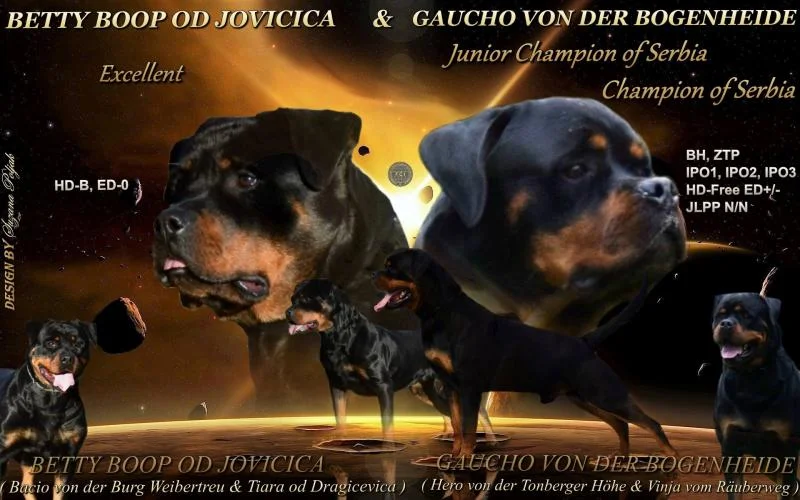 Rottweiler puppies for sale