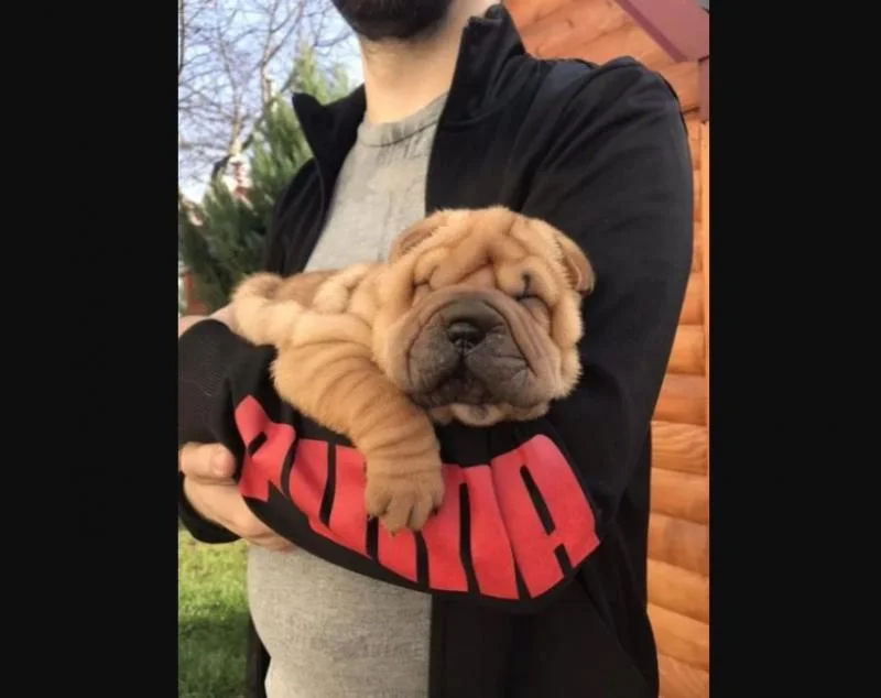 Shar pej i šiba inu stenci na prodaju