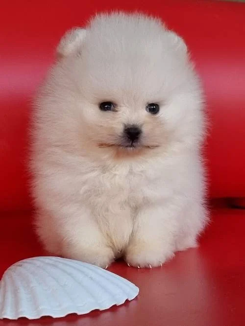 Beli pomeranac mužjak