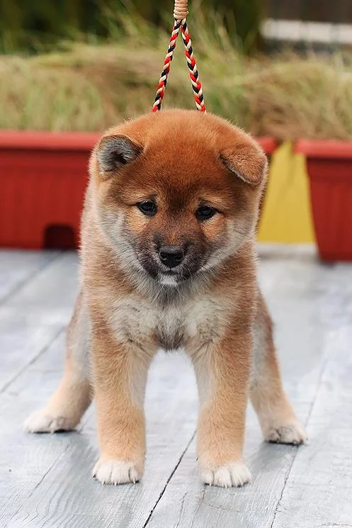 Šiba inu i shar pei stenci na prodaju